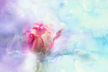 Rose / 2019