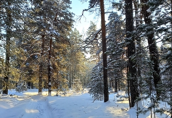 Zauberwald / ***
