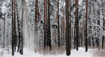 In einem Kiefernwald / ***