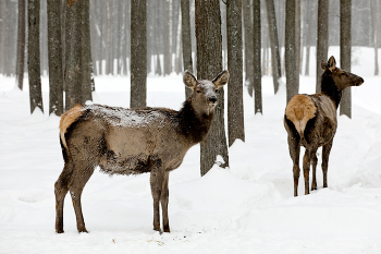 Sibirische Hirsch / ***