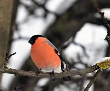 Snegirek / ***