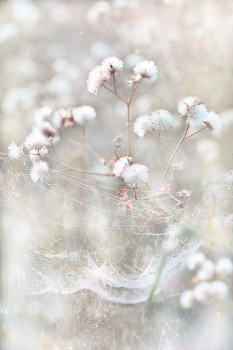  / naturephoto