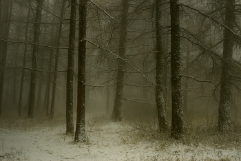 Nebliger Morgen / ***