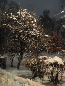 Winter / ***