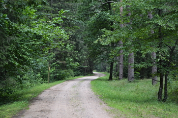 Waldweg / ***