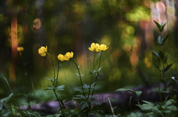  / Helios 44-2