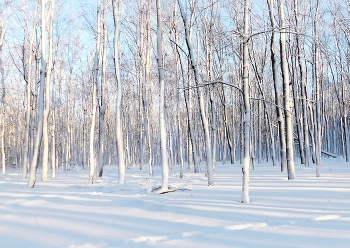 Maples / ____