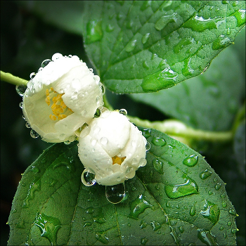 Erinnerungen ... / ***