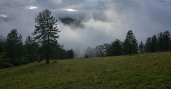 Nebel nach dem regen / ***