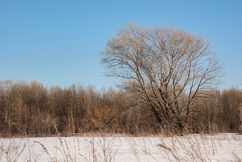 Baum / ***