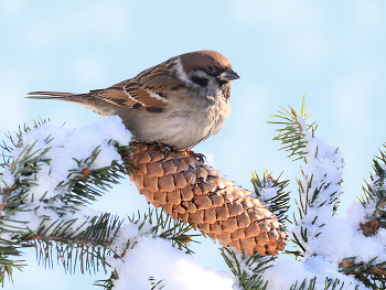 Winter-Skizzen / ***
