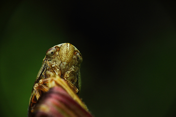 Spontane portrait / ....