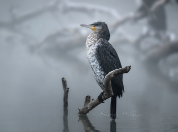 Abendnebel / ***