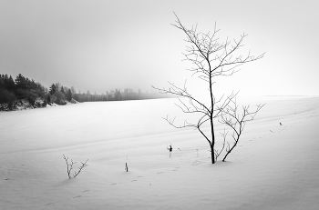 Nebliger Morgen / ***