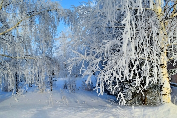 Silver Birch / ***