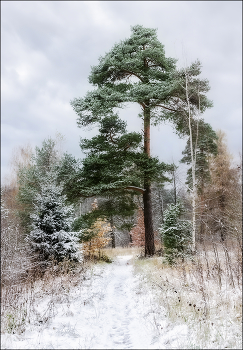 Zu Beginn des Winters / ***