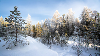 in den Winterwald / ***