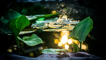 Pond. / ***
