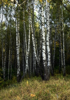 Birches / ***
