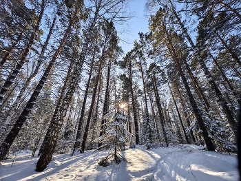 Spring Forest / ***
