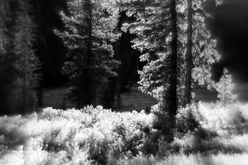 Fichten / ***