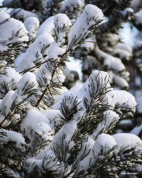 Kiefer-Baum / ***