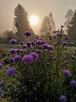 Foggy Sonnenaufgang / ***