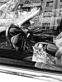 B / W / ***