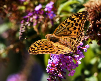 Newborn butterfly / ***