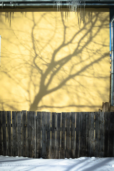 Baum / ***