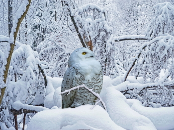 Im Winterwald. / ***