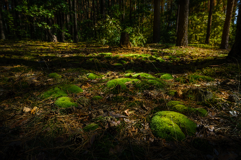 Im Wald / ***