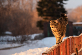 Modell / ***
