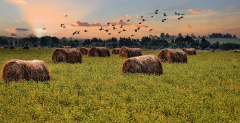 Herbstlandschaft. / ***