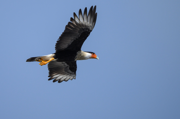Crested caracara / Panama