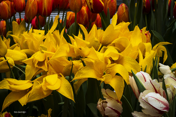 Tulips / ***
