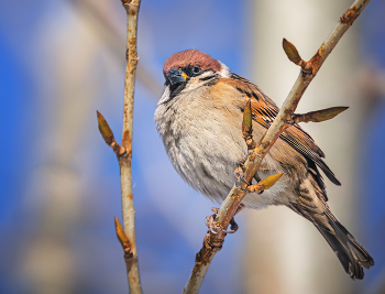Spatz / ***