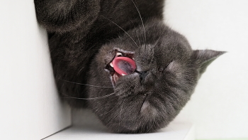 @tutstreet animal / cat