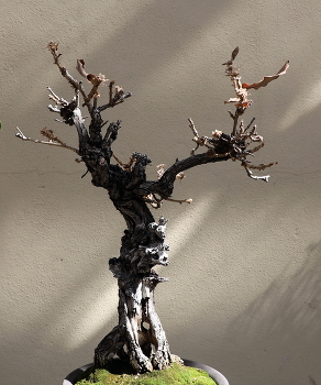 Quercus dentata / ***