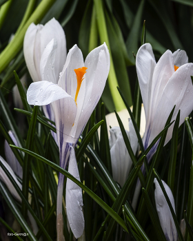 Krokusse / ***