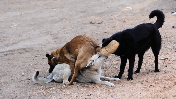 @tutstreet animal / dogs