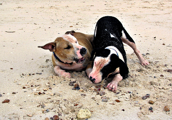 pets-flash / ***