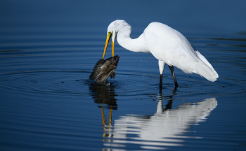 Great egret / Dominican Republic