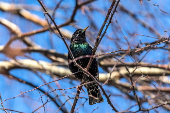 Starling. / ***