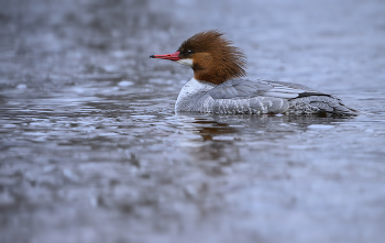 Common merganser (f) / Common merganser (f)