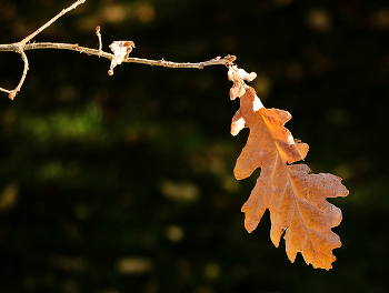 Letzte ... / ***
