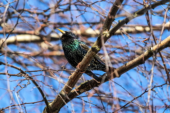 Starling. / ***