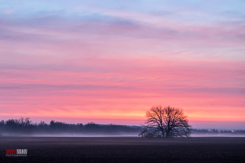 Nebliger Morgen / ***