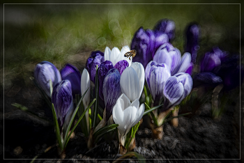 Spring Bouquet / ***