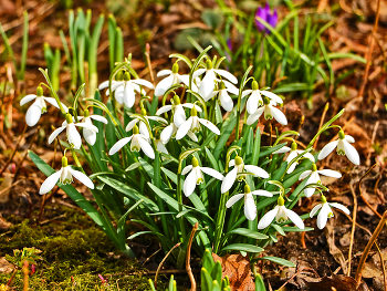 Der Frühling ist gekommen / ***